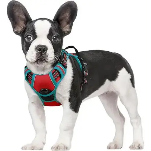 Small Dog Harness - Recommended for Havanese Corgi Pug and More